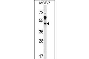 Western blot analysis in MCF-7 cell line lysates (35ug/lane). (ARFIP1 抗体  (AA 147-176))