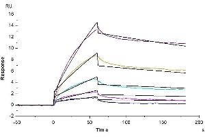 Surface Plasmon Resonance (SPR) image for Albumin (ALB) (AA 25-608) protein (His tag) (ABIN7273983)