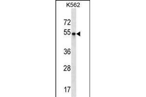 POU3F2 Antibody (Center) (ABIN1538047 and ABIN2848495) western blot analysis in K562 cell line lysates (35 μg/lane). (POU3F2 抗体  (AA 199-226))