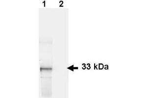 Western Blotting (WB) image for anti-Green Fluorescent Protein (GFP) (AA 246) antibody (Biotin) (ABIN100087)