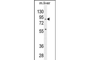 SPIRE2 Antibody (Center) (ABIN654557 and ABIN2844264) western blot analysis in mouse liver tissue lysates (35 μg/lane). (SPIRE2 抗体  (AA 285-313))