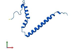 Protein Structure (PS) image for Mitochondrial Ribosomal Protein S21 (MRPS21) (AA 1-87) protein (His tag) (ABIN7556508)