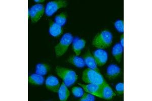 IF analysis of MEK7/MAP2K7 using anti-MEK7/MAP2K7 antibody (ABIN3043875). (MAP2K7 抗体  (N-Term))