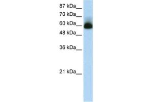 Western Blotting (WB) image for anti-Zinc Finger Protein 307 (ZKSCAN4) antibody (ABIN2461252) (ZKSCAN4 抗体)
