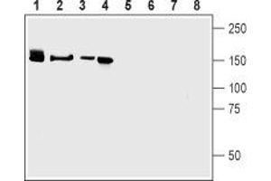 Western blot analysis of mouse brain (lanes 1 and 5), rat brain (lanes 2 and 6), human brain neuroblastoma (SH-SY5Y) cells (lanes 3 and 7) and rat Pheochromocytoma (PC-12) cells (lanes 4 and 8): - 1-4. (Neurexin 3 抗体  (Extracellular, N-Term))