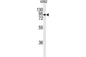 Western blot analysis of EFHC2 (arrow) in K562 cell line lysates (35ug/lane) using EFHC2  Antibody (N-term). (EFHC2 抗体  (N-Term))