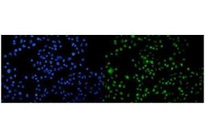 IF analysis of Arp2/ACTR2 using anti-Arp2/ACTR2 antibody (ABIN7599349).