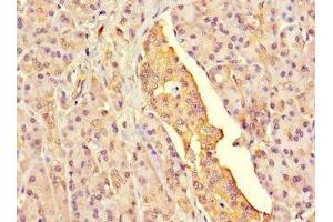 Immunohistochemistry of paraffin-embedded human pancreatic tissue using ABIN7153908 at dilution of 1:100 (G6PC2 抗体  (AA 78-115))