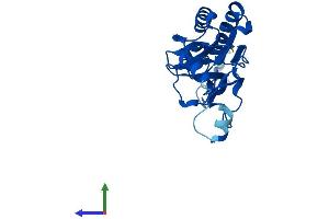 Protein Structure (PS) image for Ribosomal Protein L10L (RPL10L) (AA 1-214) protein (His tag) (ABIN7556766)
