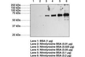 Image no. 1 for anti-Nitrotyrosine antibody (ABIN2451584)