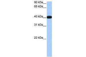 WB Suggested Anti-NOL5A Antibody Titration:  0. (NOP56 抗体  (Middle Region))