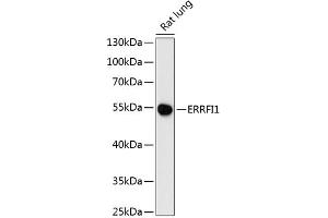 Western blot analysis of extracts of rat lung, using ERRFI1 antibody (ABIN6127851, ABIN6140298, ABIN6140299 and ABIN6216965) at 1:3000 dilution. (ERRFI1 抗体  (AA 223-462))