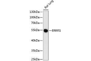 Western blot analysis of extracts of rat lung, using ERRFI1 antibody (ABIN6127851, ABIN6140298, ABIN6140299 and ABIN6216965) at 1:3000 dilution. (ERRFI1 抗体  (AA 223-462))