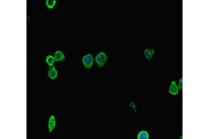 Immunofluorescent analysis of HepG2 cells using ABIN7150104 at dilution of 1:100 and Alexa Fluor 488-congugated AffiniPure Goat Anti-Rabbit IgG(H+L)