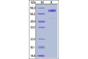 Human B7-H7, Fc Tag on  under reducing (R) condition. (HHLA2 Protein (AA 23-344) (Fc Tag))