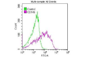 Overlay histogram showing A375 cells stained with ABIN7127274 (red line) at 1:50. (Recombinant MCAM 抗体)