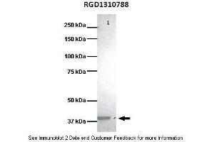 Lanes:  Lane1: 25ug human bronchoepithelisal lysate Primary Antibody Dilution:  1:1000 Secondary Antibody:  Goat anti-rabbit HRP Secondary Antibody Dilution:  1:1000 Gene Name:  RGD1310788 Submitted by:  Murline Gelin, University of Miami School of Medicine (HVCN1 抗体  (C-Term))