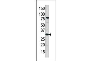 Image no. 1 for anti-cAMP Responsive Element Binding Protein 1 (CREB1) (pSer133) antibody (ABIN358113)