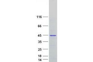 Western Blotting (WB) image for OCIA Domain Containing 1 (OCIAD1) (Transcript Variant 1) protein (Myc-DYKDDDDK Tag) (ABIN2727864)