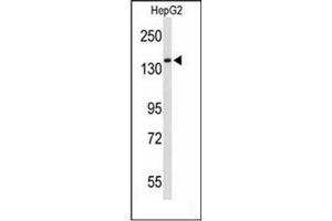 Western blot analysis of RECK / ST15  Antibody  in HepG2 cell line lysates (35ug/lane). (RECK 抗体  (Middle Region))