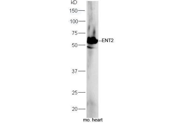 SLC29A2 anticorps  (AA 221-320)
