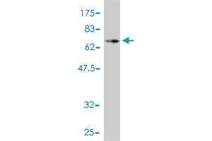 Western Blotting (WB) image for anti-Cyclin K (CCNK) (AA 1-354) antibody (ABIN563802)