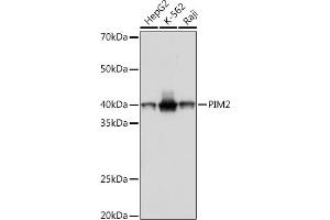 Western blot analysis of extracts of various cell lines, using PIM2 Rabbit mAb (ABIN7269725) at 1:1000 dilution. (PIM2 抗体)