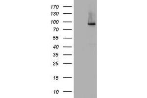 Image no. 4 for anti-Nibrin (NBN) (AA 461-754) antibody (ABIN1491538) (Nibrin 抗体  (AA 461-754))