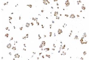 Immunocytochemistry (ICC) image for anti-Ubiquilin 4 (UBQLN4) (AA 2-601) antibody (ABIN7453990) (Recombinant UBQLN4 抗体  (AA 2-601))
