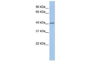 Fibromodulin antibody used at 1 ug/ml to detect target protein. (Fibromodulin 抗体  (N-Term))