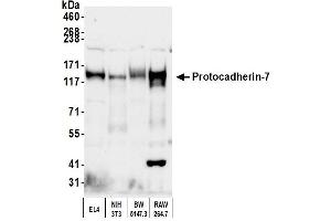 anti-Protocadherin 7 (PCDH7) (AA 1019-1069) antibody
