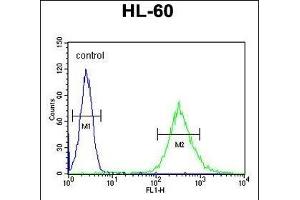 ENASE Antibody (Center) (ABIN655007 and ABIN2844642) flow cytometric analysis of HL-60 cells (right histogram) compared to a negative control cell (left histogram).