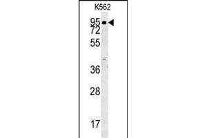 ABP1 Antibody (N-term) (ABIN657861 and ABIN2846817) western blot analysis in K562 cell line lysates (35 μg/lane). (DAO 抗体  (N-Term))