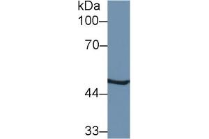 PSMC2 Antikörper  (AA 1-433)