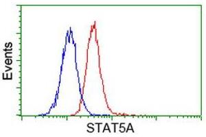 Image no. 2 for anti-Signal Transducer and Activator of Transcription 5A (STAT5A) antibody (ABIN1501189) (STAT5A 抗体)