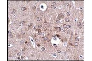 Immunohistochemistry of PCDH18 in mouse brain tissue with this product at 2. (PCDH18 抗体  (N-Term))