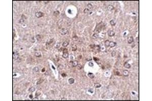 Immunohistochemistry of PCDH18 in mouse brain tissue with this product at 2. (PCDH18 抗体  (N-Term))