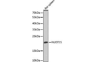 Western blot analysis of extracts of rat spleen, using NUDT15 antibody (ABIN6133319, ABIN6144930, ABIN6144932 and ABIN6218403) at 1:1000 dilution. (NUDT15 抗体  (AA 1-164))