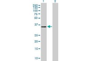 Western Blot analysis of ERI2 expression in transfected 293T cell line by ERI2 MaxPab polyclonal antibody. (ERI2 抗体  (AA 1-328))