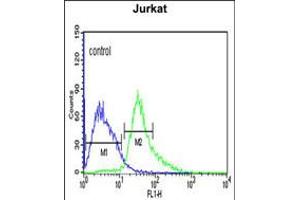Flow cytometric analysis of Jurkat cells (right histogram) compared to a negative control cell (left histogram). (AFT1 抗体  (C-Term))