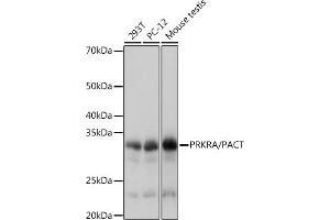Western blot analysis of extracts of various cell lines, using PRKRA/PACTRabbit mAb (ABIN7269666) at 1:1000 dilution. (PRKRA 抗体)