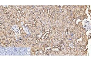 Immunohistochemistry of paraffin-embedded Rat kidney tissue using COX4I1 Monoclonal Antibody at dilution of 1:200. (COX IV 抗体)