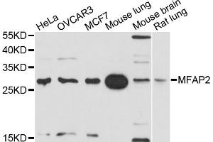 Western blot analysis of extracts of various cell lines, using MFAP2 antibody.