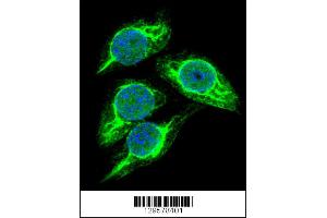 Confocal immunofluorescent analysis of STRA8 Antibody with 293 cell followed by Alexa Fluor 488-conjugated goat anti-rabbit lgG (green). (STRA8 抗体  (C-Term))