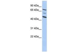 Image no. 1 for anti-A Kinase (PRKA) Anchor Protein 8 (AKAP8) (AA 395-444) antibody (ABIN6742314)