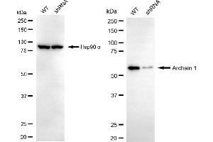 Western blotting analysis using archain 1 antibody (ABIN7797640). (ARCN1 抗体)