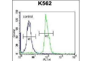 SEC Antibody (C-term) (ABIN656927 and ABIN2846120) flow cytometric analysis of K562 cells (right histogram) compared to a negative control cell (left histogram). (SEMA4C 抗体  (AA 792-821))