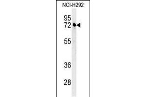 Western blot analysis in NCI-H292 cell line lysates (35ug/lane). (Kelch-Like 24 抗体  (AA 182-211))
