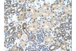 Image no. 1 for anti-Peptidylprolyl Isomerase E (Cyclophilin E) (PPIE) (AA 103-152) antibody (ABIN203046) (PPIE 抗体  (AA 103-152))