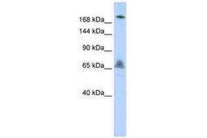 Image no. 1 for anti-Vacuolar Protein Sorting 8 Homolog (VPS8) (AA 216-265) antibody (ABIN6743139) (VPS8 抗体  (AA 216-265))